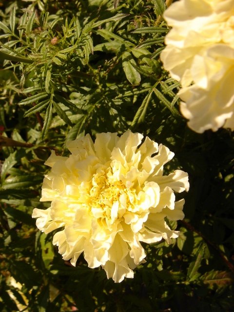 Tagetes erecta 'Vanilla'